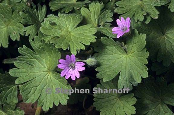 geranium molle 1 graphic